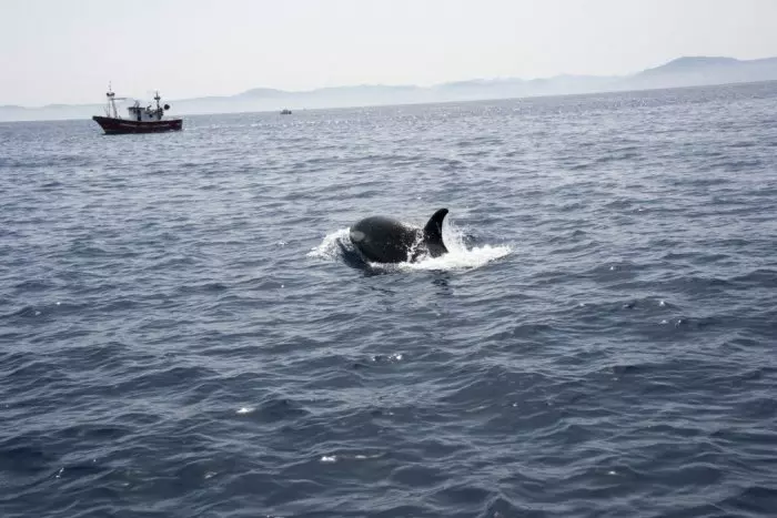 Se hunde un velero por el ataque de unas orcas en Gibraltar