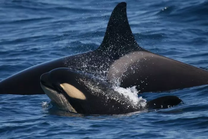 La realidad detrás de las orcas 'gladis' y los naufragios de veleros