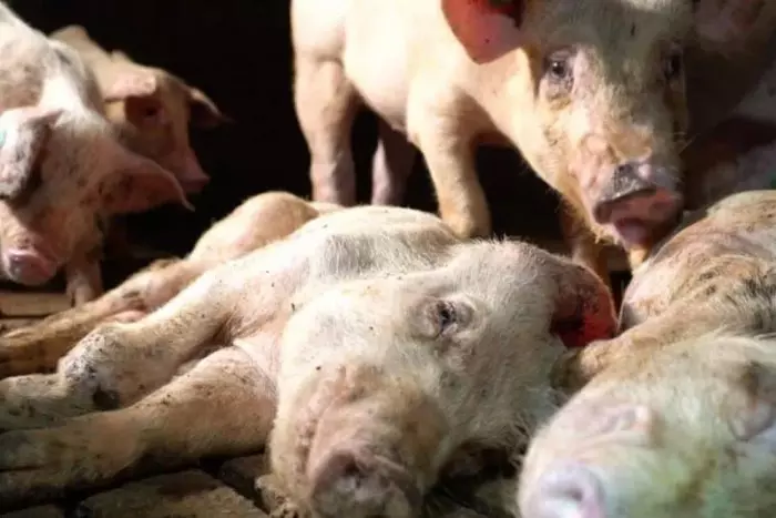 Absueltos los dueños de la granja porcina que protagonizó 'el mayor escándalo de maltrato animal en España'