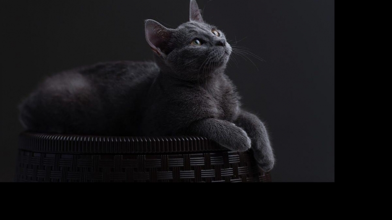 Seis razas de gatos grises que te enamorarán