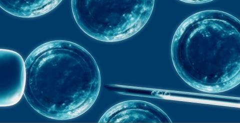 La UE permitirá patentar procesos que implican el uso de células madre