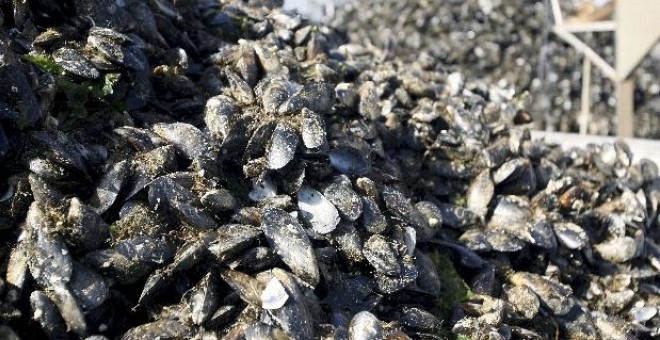 Vista de los mejillones descargados el pasado 18 de agosto en el puerto de Vilaxoan; trabajo del que se han encargado las asociaciones mejilloneras Arousa Norte y Virxe do Rosario, para que la industria pueda continuar con su actividad normal.