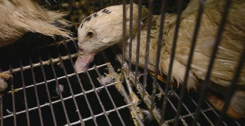 Imagen de uno de los patos maltratados en la fábrica de Euralis. Foto: Igualdad Animal