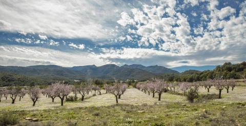 La primavera llegará el 20 de marzo a las 23.45./ EFE