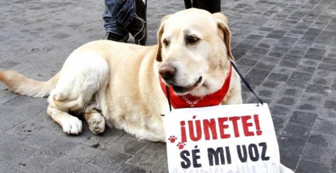 Imagen de una manifestación para solicitar el endurecimiento de las penas por maltrato animal. EFE/Kote Rodrigo