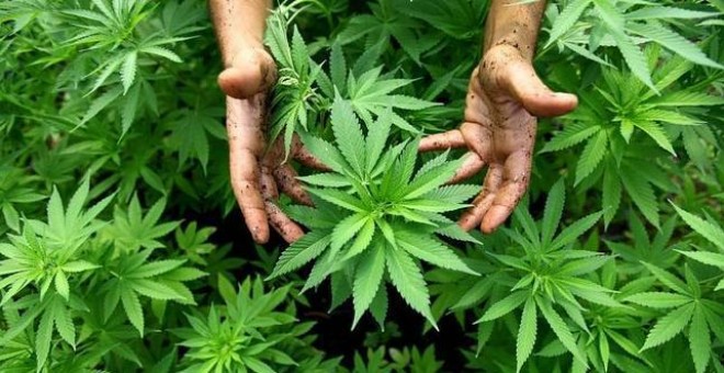 Imagen de archivo de una plantación de marihuana.- EFE