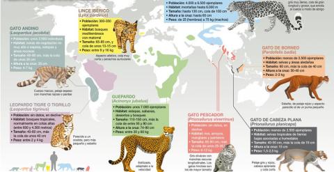 Distribución de algunos de los felinos más amenazados del mundo y de los que menos investigación, información y medidas de conservación hay, salvo en el caso del lince ibérico. / José Antonio Peñas-Sinc