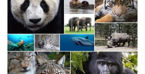 Día de la Tierra 2015: 10 animales en peligro de extinción