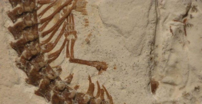El esqueleto de una serpiente Tetrapodophis. Paleontólogos de la universidad británica anunciaron que las serpientes solían tener cuatro patas, según los fósiles encontrados en el noreste de Brasil. EFE/Dave Martill / University Of Portsmouth
