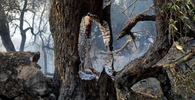 Naturaleza muerta después del incendio forestal de la Sierra de Gata cacereña. EFE/Eduardo Palomo