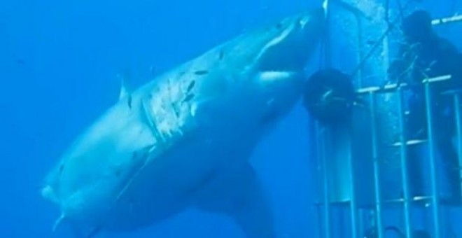 El tiburón más grande jamás filmado.