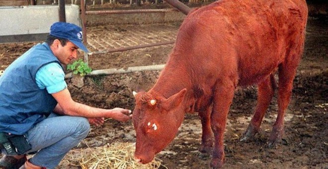 Un ejemplar de vaca bermeja de color rojizo. - AFP