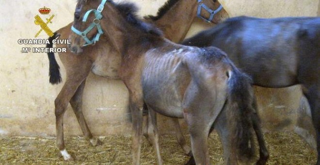 Caballos en estado famélico por falta de alimento./ GUARDIA CIVIL