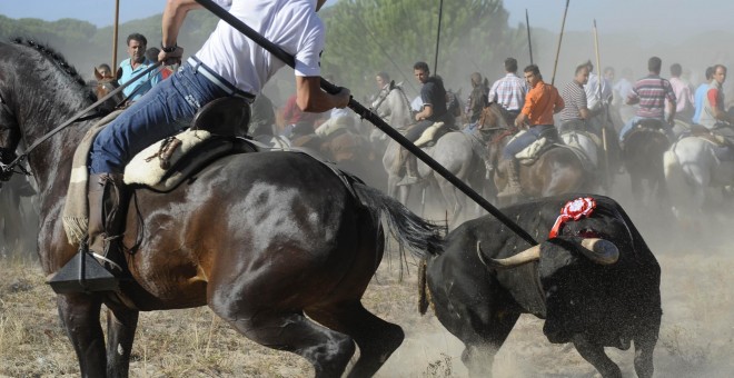 Un participante clava al toro la lanza durante el festejo del Toro de la Vega.- PACMA