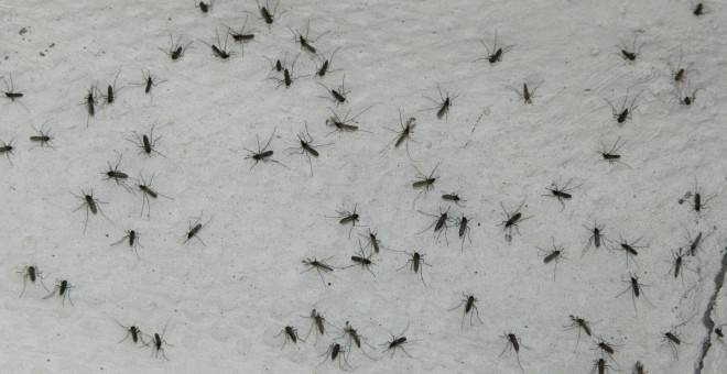 Mosquitos tigre