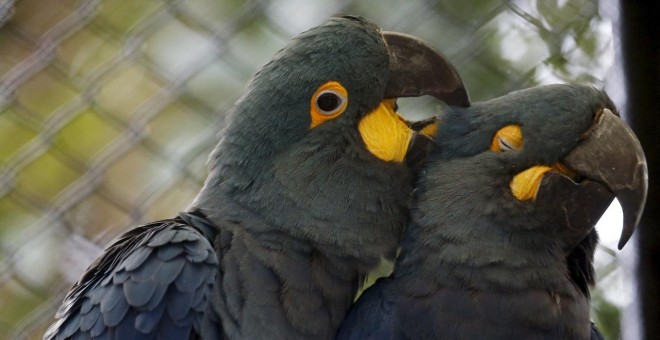 Dos loros.- EFE