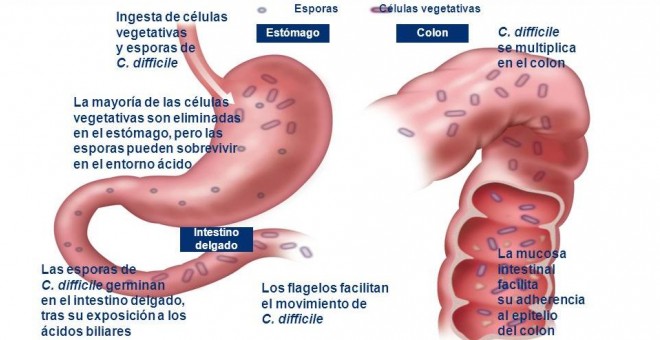 Ciclo de infección po Clostridium difficile