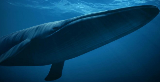 Una ballena azul.