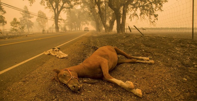 Un caballo muerto a consecuencia del incendio en Middletown, en California. REUTERS