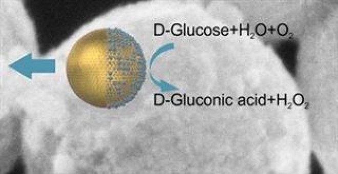 Desarrollan nanomotores que se propulsan con azúcar. /IBEC