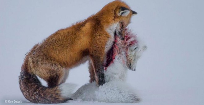 ‘Historia de dos zorros’, ganadora del Wildlife Photographer of the Year 2015. /DON GUTOSKI