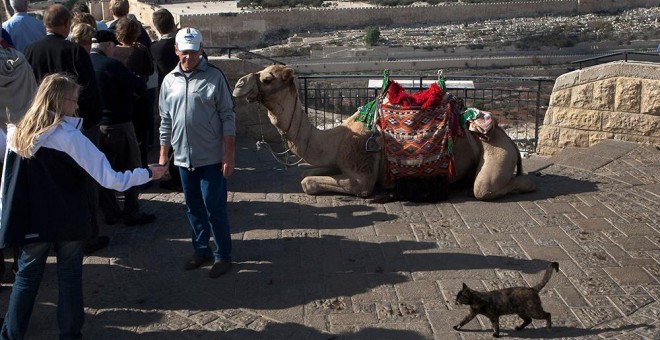 Un gato cerca de los turistas, con la ciudad vieja de Jerusalén al fondo.- MENAHEM KAHANA (AFP)