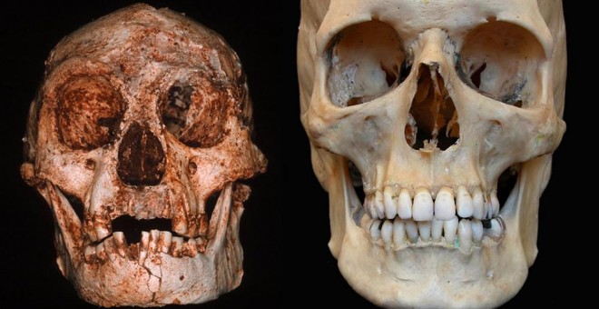 Cráneos del hombre de Flores (izquierda) y de un humano actual. Peter Brown, University of New England