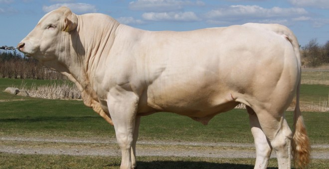 La raza de vacuno francés Blonde Aquitaine (Rubia de Aquitania) pasa varias semanas de maceración y 15 años hibernando a -43°C bajo un chorro de aire a 120 kilómetros por hora.