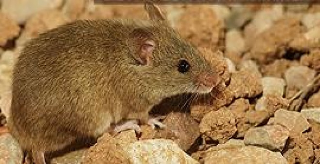 Un ratón autóctono de Doñana ayuda a crear nuevas técnicas para detectar el efecto de los contaminantes. /UCO
