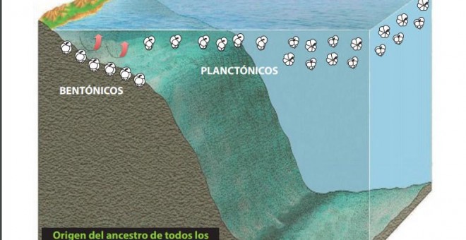 Gráfico sobre la evolución de los primeros foraminíferos tras el evento de extinción del límite KT.