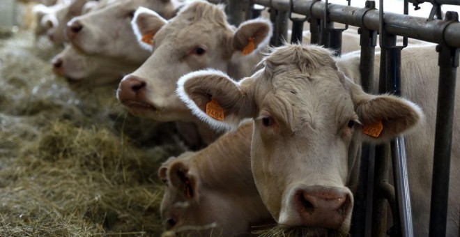 Vacas en un criadero cerca de Roanne, en Francia. AFP