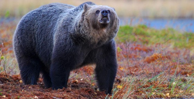 Un oso pardo, la especie de la que más ataques se han registrado, olisqueando el ambiente. CSIC