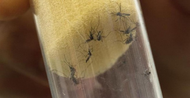 Mosquitos 'Aedes aegypti', transmisores del virus del Zika y el dengue, permanecen en un laboratorio del Organismo Internacional de la Energía Atómica (OIEA) en Seibersdorf, Austria, hoy, 10 de febrero de 2016./EFE