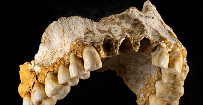 Mandíbula de un neandertal hallada en El Sidrón. -CSIC