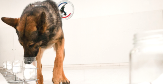 Cisko, uno de los perros policía realiza una prueba de identificación. Después de olfatear el olor humano de referencia, el can recorre una serie de cinco frascos en los que se han introducido olores humanos, uno de los cuales corresponde al original. Si