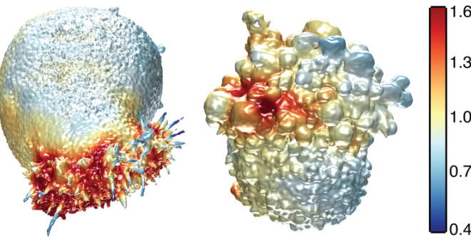 La imagen muestra las superficies extraídas de dos células cancerosas. A la izquierda, una célula de cáncer de pulmón coloreada por la intensidad de la actina y a la derecha, una célula de melanoma coloreada por la actividad de PI3-quinasa cerca de la sup