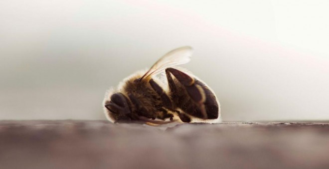 Una abeja muerta en un campo de almendros de Valencia. GREENPEACE