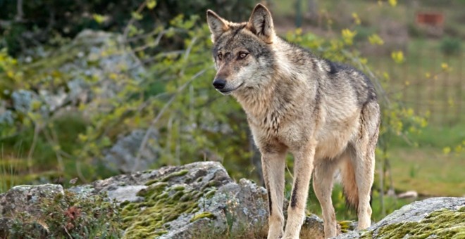 La manifestación de este domingo en Madrid exigirá el fin de las matanzas de lobos.