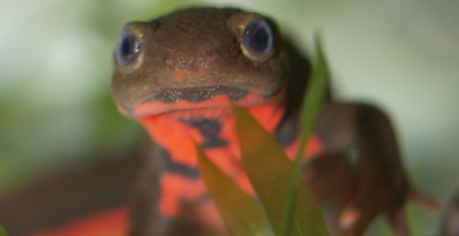 Las salamandras son las reinas de la regeneración. / University of Tsukuba