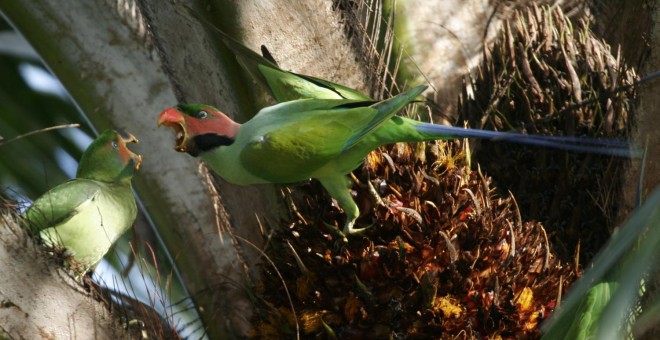 La deforestación de los últimos 15 años pone en peligro de extinción a al menos 500 especies