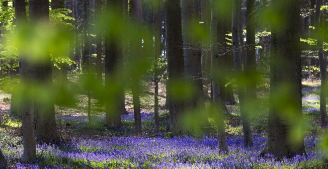 Un bosque en Bélgica. REUTERS