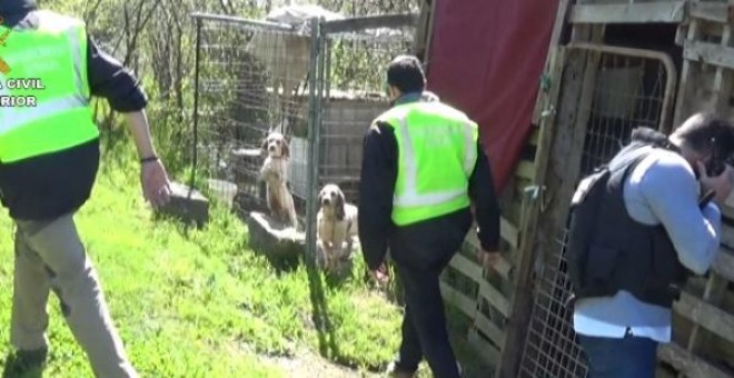 El detenido custodiaba en jaulas una decena de perros que presuntamente utilizaba como sparrings para entrenar a los de pelea. GUARDIA CIVIL