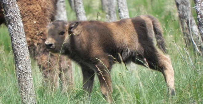 Nace en el Museo de la Fauna Salvaje en León el primer bisonte europeo en 10.000 años. / Museo de la Fauna Salvaje