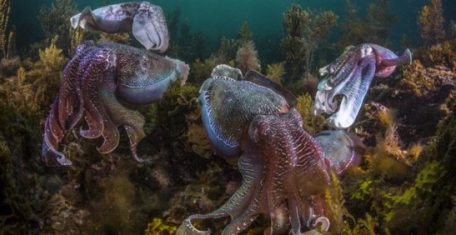 Ejemplares de sepia gigante australiana (Sepia apama) en el Golfo de Spencer al sur de Australia. / Scott Portelli