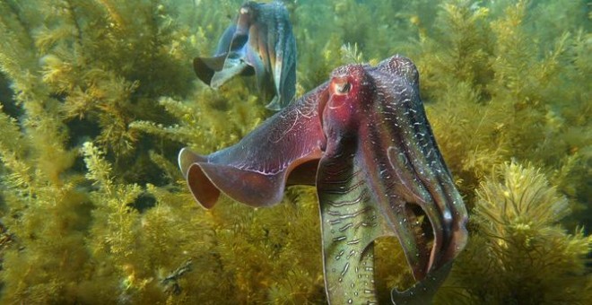 Sepia gigante en aguas australianas. / David Wiltshire