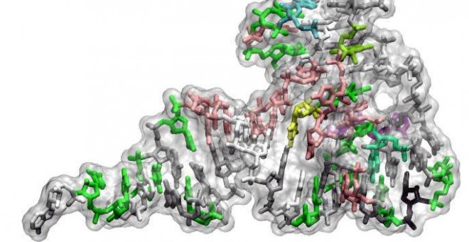 Representación de un ARN de transferencia, que forma parte de la maquinaria que traduce genes a proteínas.-PABLO DANS/ IRB BARCELONA