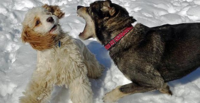 El nuevo estudio sugiere que los perros no fueron domesticados una vez, sino dos. / Tom Hart