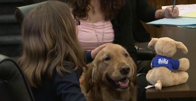 Una niña es entrevistada con el apoyo de uno de los perros de la ONG  Courthouse Dogs.