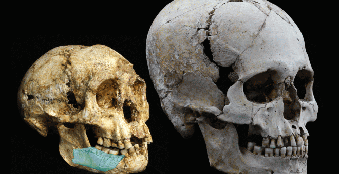 Cráneo de Homo floresiensis, en el que se ha marcado la zona de los nuevos fósiles, junto a uno de Homo sapiens.- UNIVERSIDAD DE WOLLONGONG, AUSTRALIA