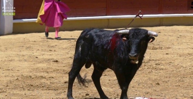Así aprenden los toreros a matar crías de vaca. /PACMA